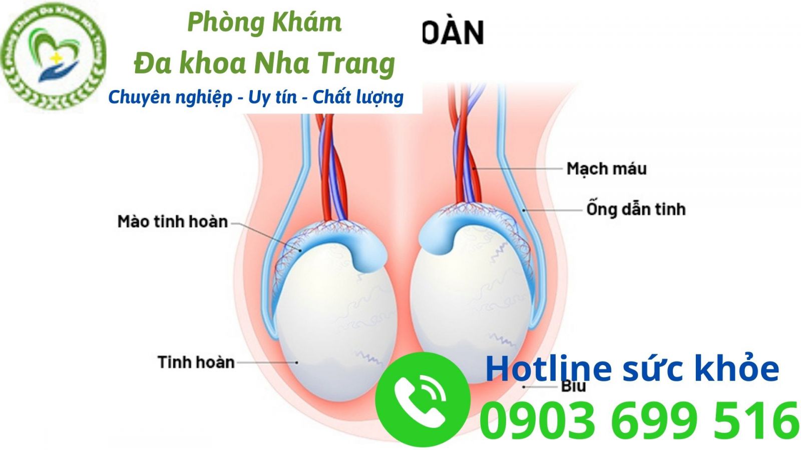 Cấu tạo của tinh hoàn