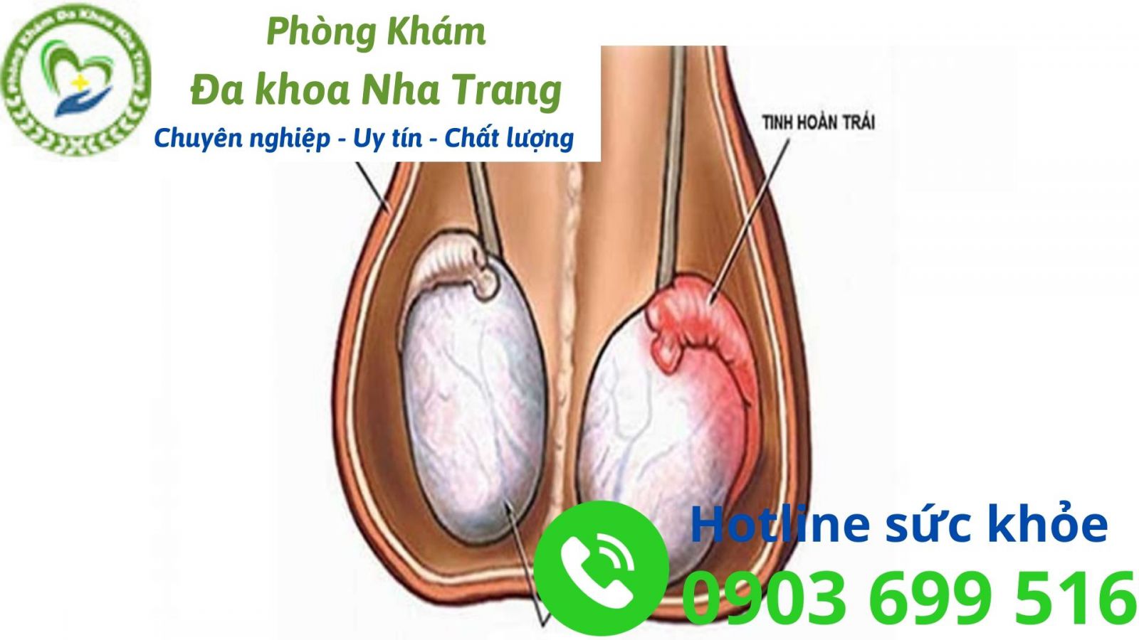 Chức năng của tinh hoàn