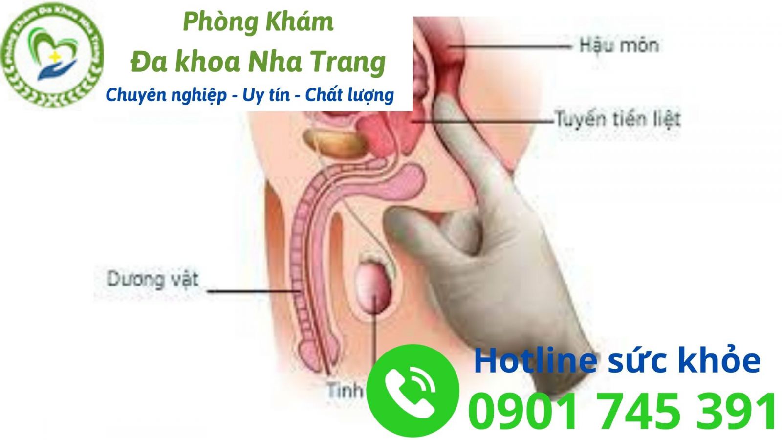 Tuyến tiền liệt nằm ở đâu? Có cấu tạo, chức năng gì?